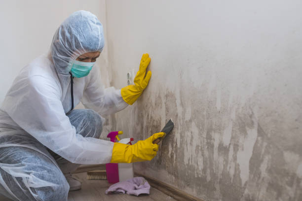 Best Mold Odor Removal Services  in Darmstadt, IN